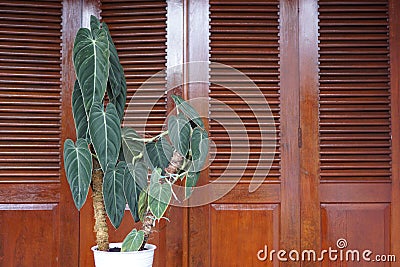 The Philodendron melanochrysum or often called `milano` is a common â€œrareâ€ and beautiful tall houseplant Stock Photo